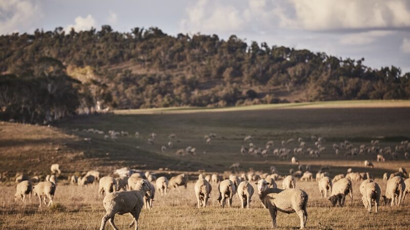 Woolmark lance sa plateforme au service des marques